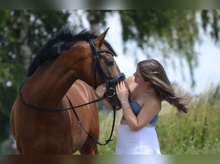 PRE Mestizo Caballo castrado 5 años 161 cm Castaño in Grebenhain