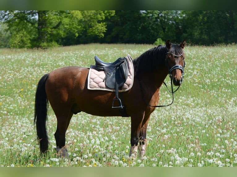 PRE Mestizo Caballo castrado 5 años 161 cm Castaño in Grebenhain