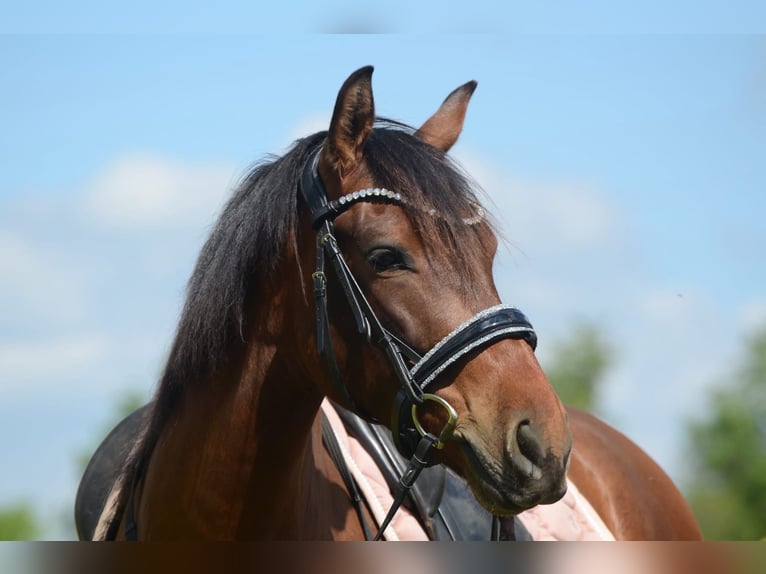 PRE Mestizo Caballo castrado 5 años 161 cm Castaño in Grebenhain