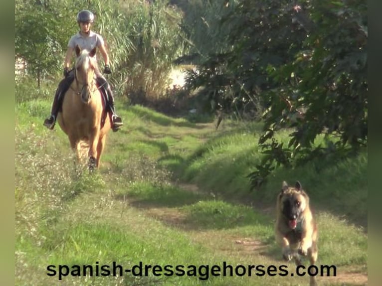 PRE Mestizo Caballo castrado 5 años 161 cm Palomino in Barcelona