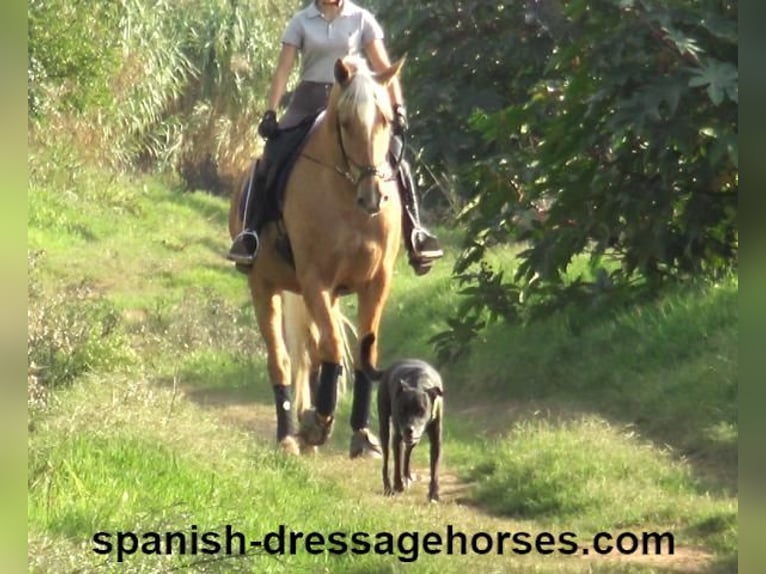 PRE Mestizo Caballo castrado 5 años 161 cm Palomino in Barcelona