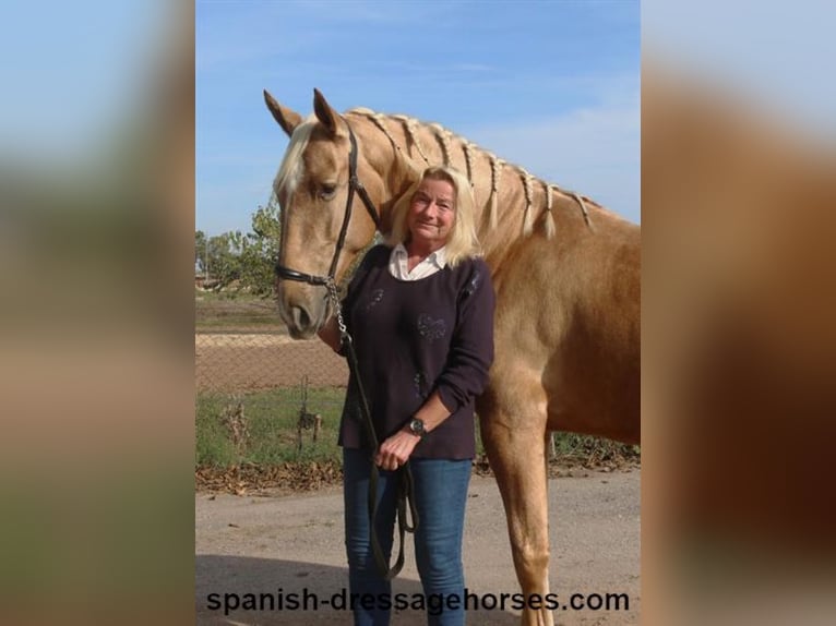 PRE Mestizo Caballo castrado 5 años 161 cm Palomino in Barcelona