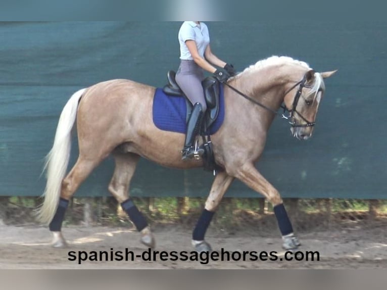 PRE Mestizo Caballo castrado 5 años 161 cm Palomino in Barcelona