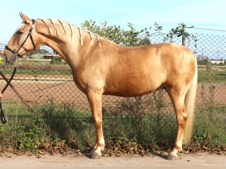 PRE Mestizo Caballo castrado 5 años 161 cm Palomino in Barcelona