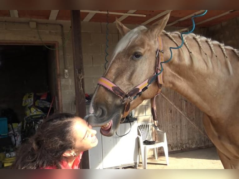 PRE Mestizo Caballo castrado 5 años 161 cm Palomino in Barcelona