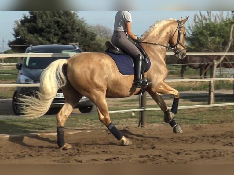 PRE Mestizo Caballo castrado 5 años 161 cm Palomino in Barcelona