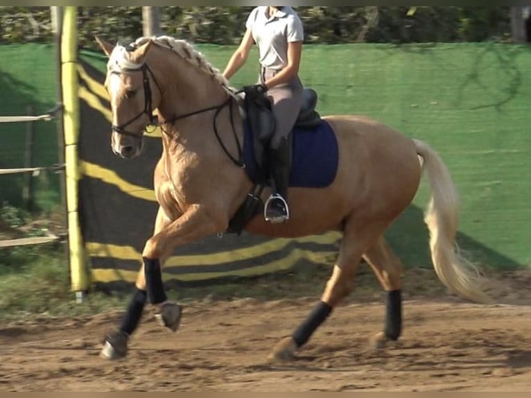 PRE Mestizo Caballo castrado 5 años 161 cm Palomino in Barcelona