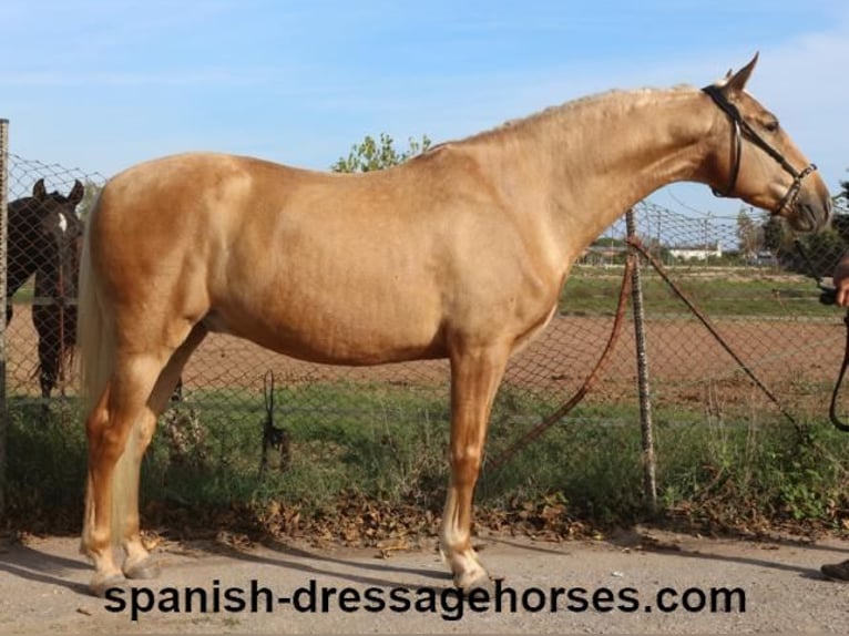 PRE Mestizo Caballo castrado 5 años 161 cm Palomino in Barcelona