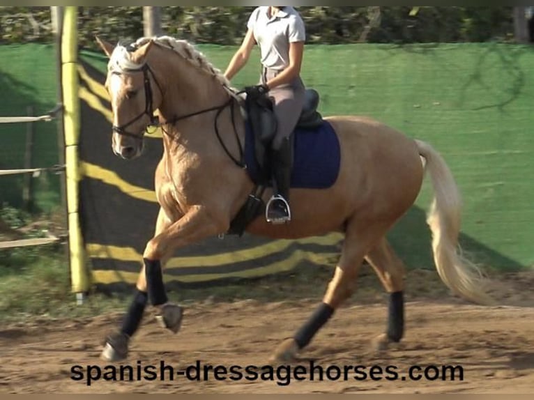 PRE Mestizo Caballo castrado 5 años 161 cm Palomino in Barcelona