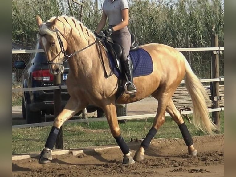 PRE Mestizo Caballo castrado 5 años 161 cm Palomino in Barcelona