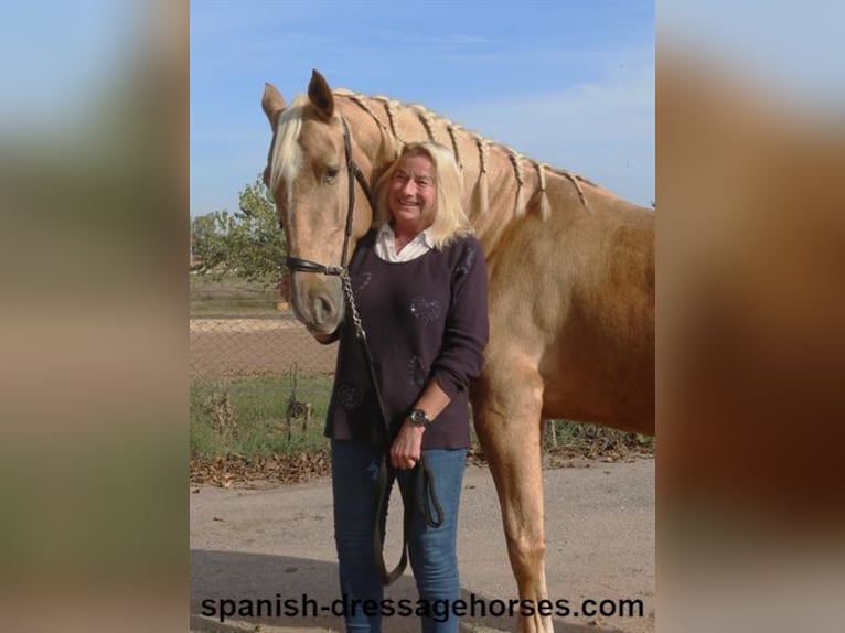 PRE Mestizo Caballo castrado 5 años 161 cm Palomino in Barcelona