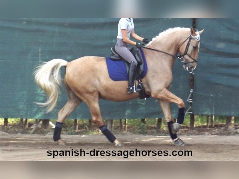 PRE Mestizo Caballo castrado 5 años 161 cm Palomino in Barcelona