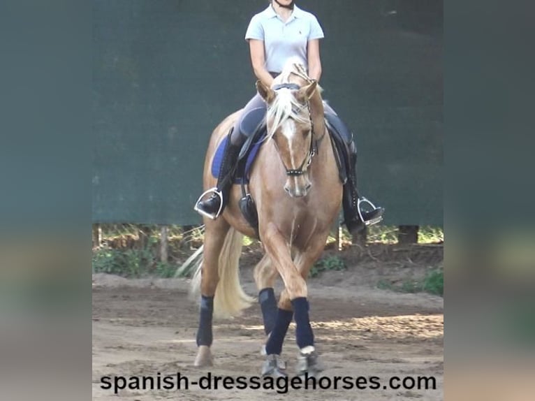 PRE Mestizo Caballo castrado 5 años 161 cm Palomino in Barcelona