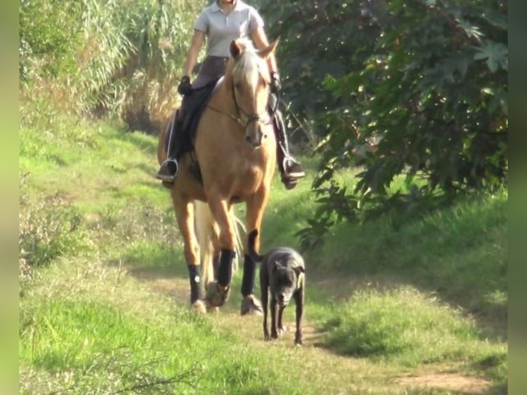 PRE Mestizo Caballo castrado 5 años 161 cm Palomino in Barcelona