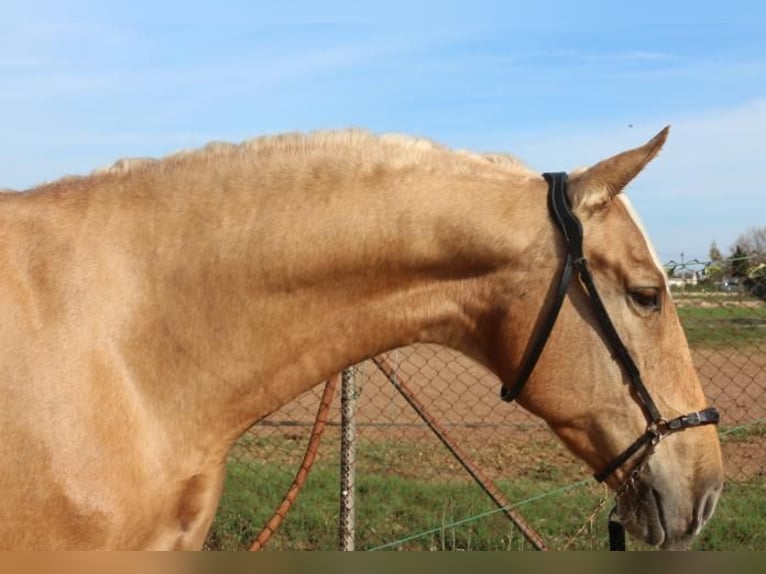 PRE Mestizo Caballo castrado 5 años 161 cm Palomino in Barcelona