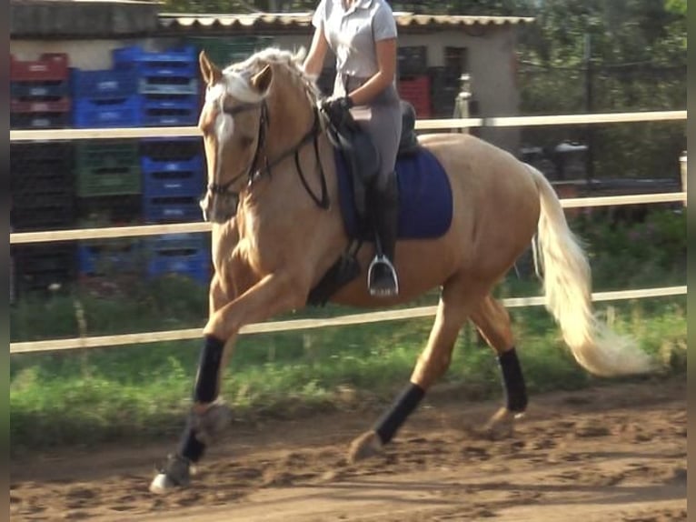 PRE Mestizo Caballo castrado 5 años 161 cm Palomino in Barcelona