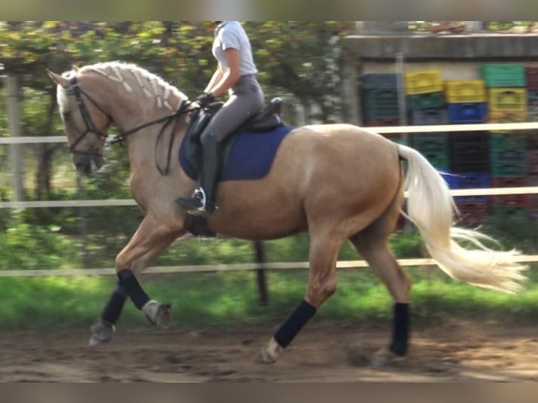 PRE Mestizo Caballo castrado 5 años 161 cm Palomino in Barcelona