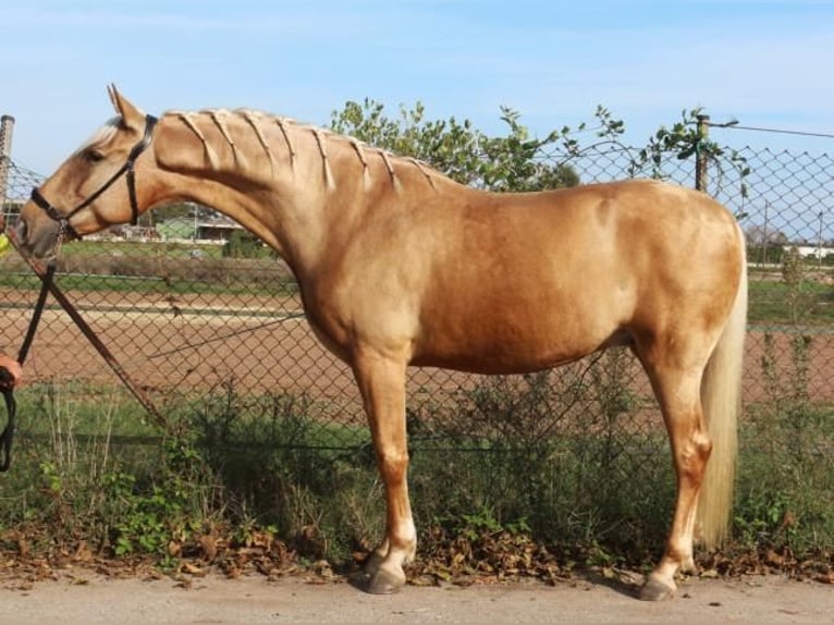 PRE Mestizo Caballo castrado 5 años 161 cm Palomino in Barcelona