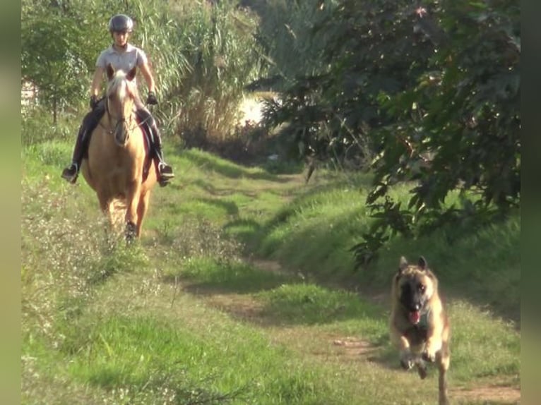 PRE Mestizo Caballo castrado 5 años 161 cm Palomino in Barcelona