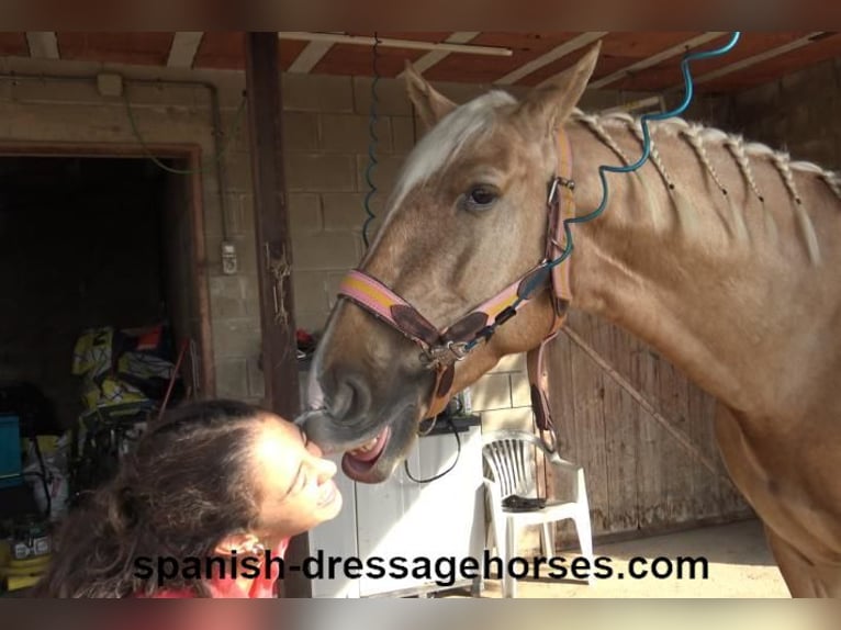 PRE Mestizo Caballo castrado 5 años 161 cm Palomino in Barcelona