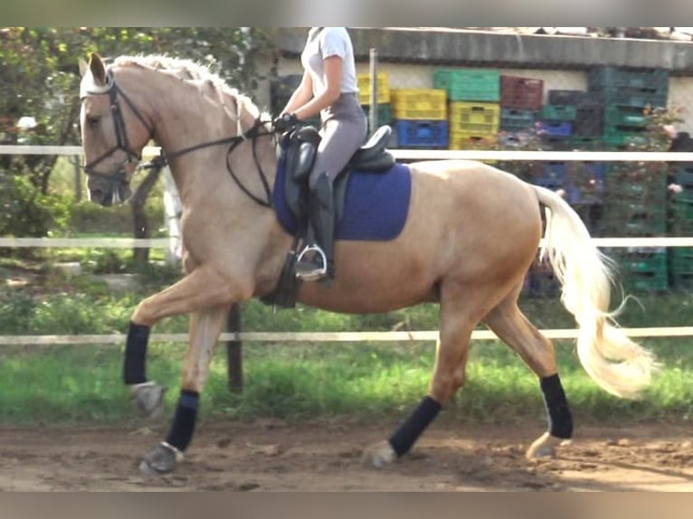 PRE Mestizo Caballo castrado 5 años 161 cm Palomino in Barcelona