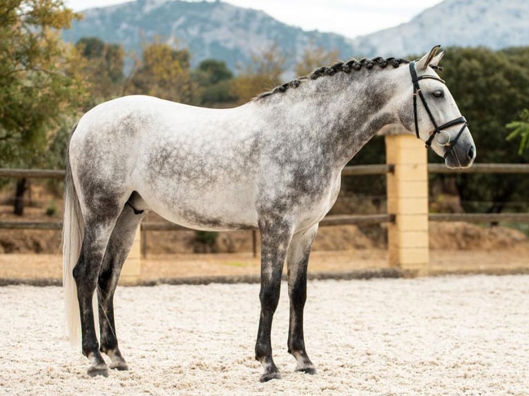 PRE Mestizo Caballo castrado 5 años 161 cm Tordo in Navas Del Madroño