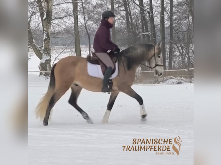 PRE Caballo castrado 5 años 161 cm Tordo in Traventhal
