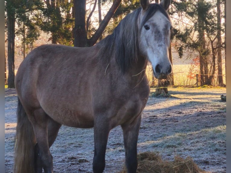 PRE Mestizo Caballo castrado 5 años 161 cm Tordo in Traventhal
