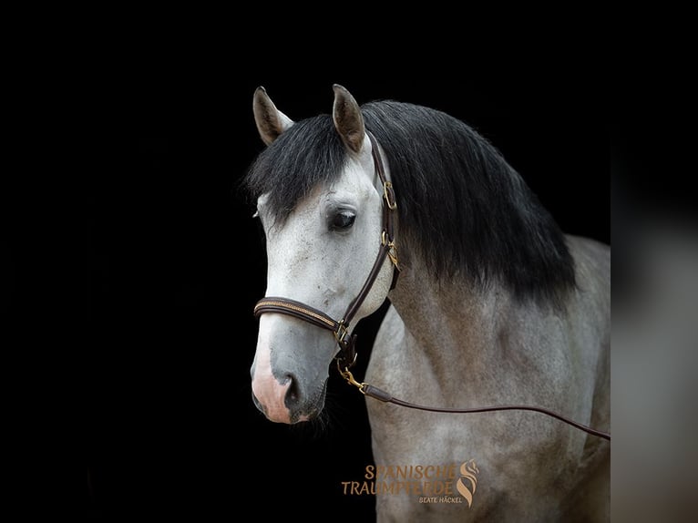 PRE Mestizo Caballo castrado 5 años 161 cm Tordo in Traventhal