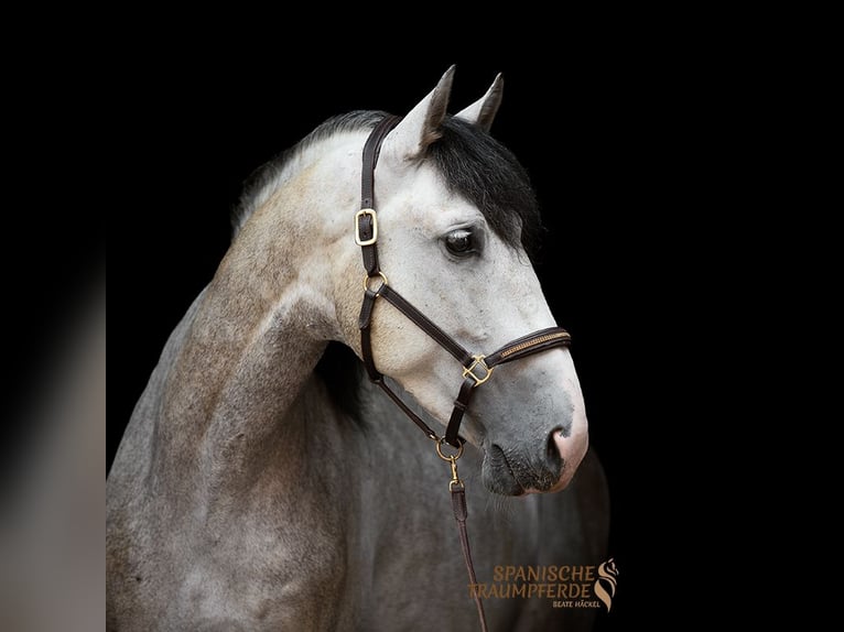 PRE Mestizo Caballo castrado 5 años 161 cm Tordo in Traventhal