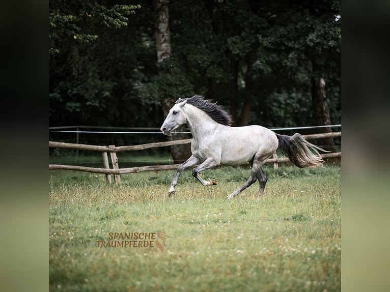 PRE Mestizo Caballo castrado 5 años 161 cm Tordo in Traventhal