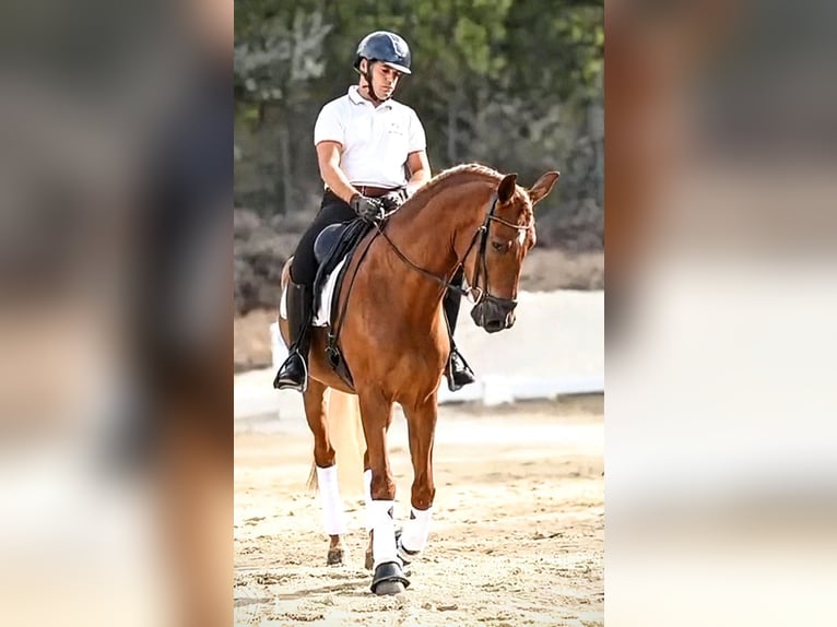 PRE Mestizo Caballo castrado 5 años 162 cm Alazán in Sevilla