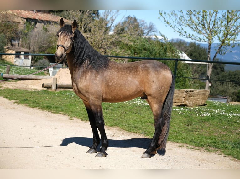 PRE Mestizo Caballo castrado 5 años 162 cm Bayo in Hamburg