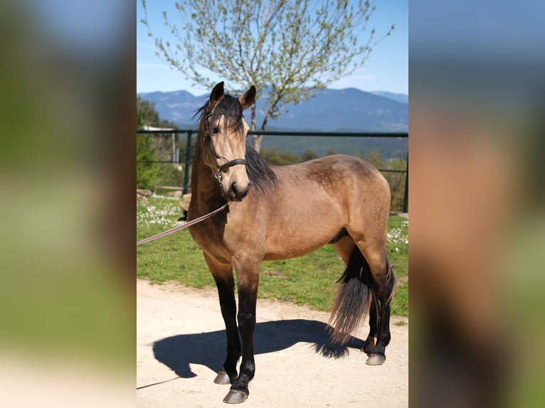 PRE Mestizo Caballo castrado 5 años 162 cm Bayo in Hamburg