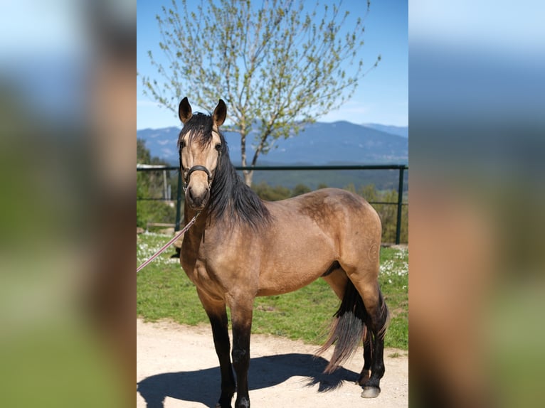 PRE Mestizo Caballo castrado 5 años 162 cm Bayo in Hamburg