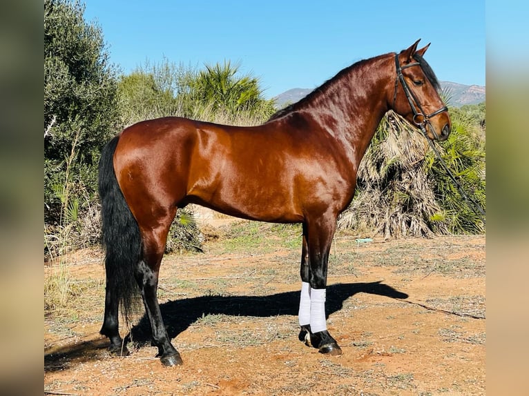 PRE Mestizo Caballo castrado 5 años 162 cm Castaño in Martfeld