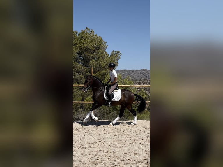 PRE Caballo castrado 5 años 162 cm Castaño in Salinas