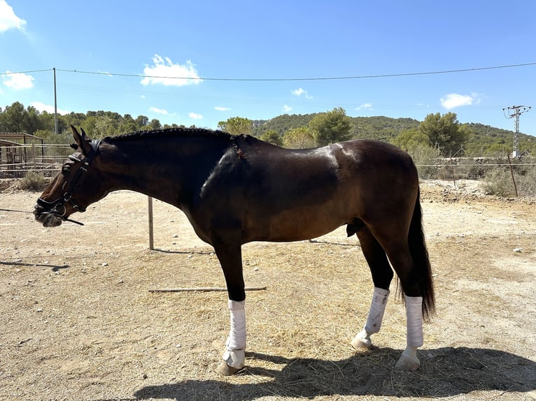 PRE Caballo castrado 5 años 162 cm Castaño in Salinas PRE Caballo castrado 5 años 162 cm Castaño in Salinas