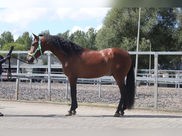 PRE Caballo castrado 5 años 162 cm Castaño in Den Haag