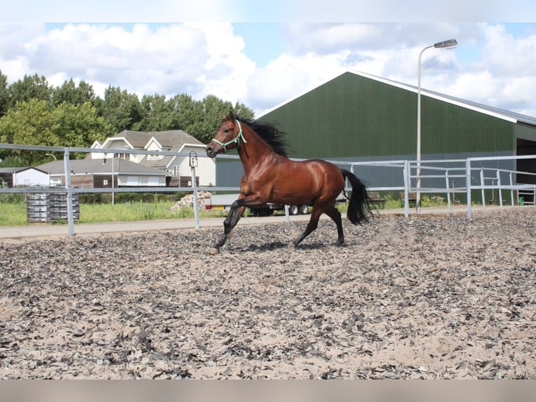 PRE Caballo castrado 5 años 162 cm Castaño in Den Haag