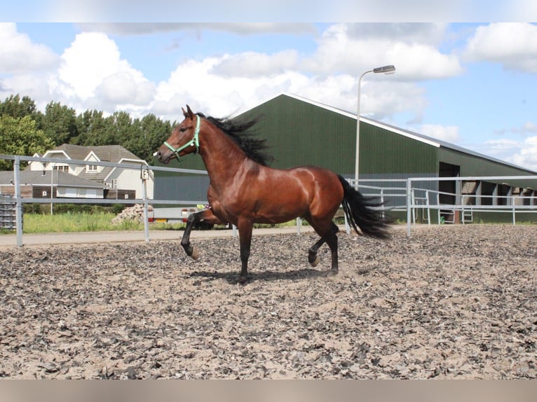 PRE Caballo castrado 5 años 162 cm Castaño in Den Haag