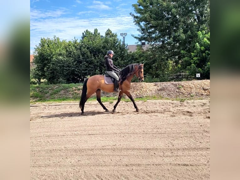 PRE Mestizo Caballo castrado 5 años 162 cm Castaño in Karlshuld