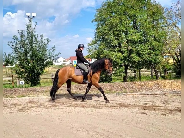 PRE Mestizo Caballo castrado 5 años 162 cm Castaño in Karlshuld