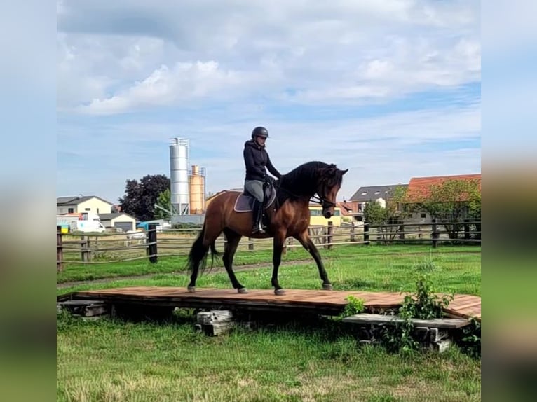 PRE Mestizo Caballo castrado 5 años 162 cm Castaño in Karlshuld