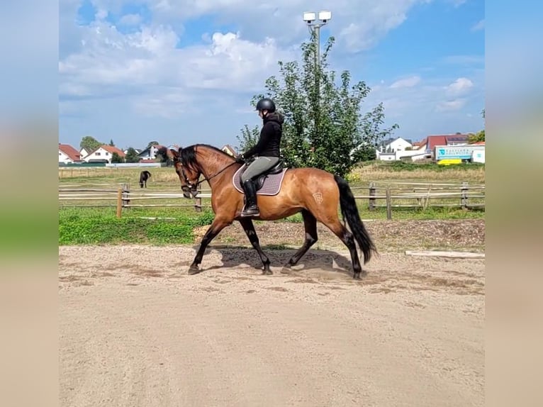 PRE Mestizo Caballo castrado 5 años 162 cm Castaño in Karlshuld