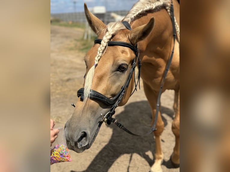 PRE Mestizo Caballo castrado 5 años 162 cm Palomino in Krusze