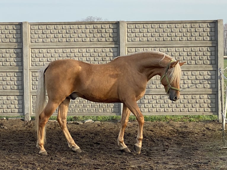 PRE Mestizo Caballo castrado 5 años 162 cm Palomino in Krusze