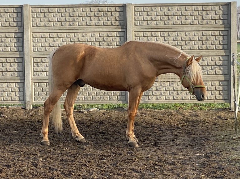 PRE Mestizo Caballo castrado 5 años 162 cm Palomino in Krusze