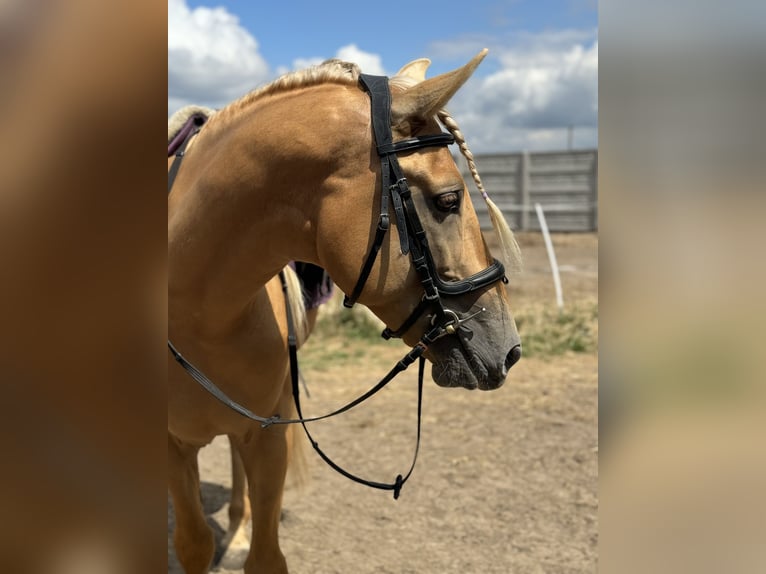 PRE Mestizo Caballo castrado 5 años 162 cm Palomino in Krusze