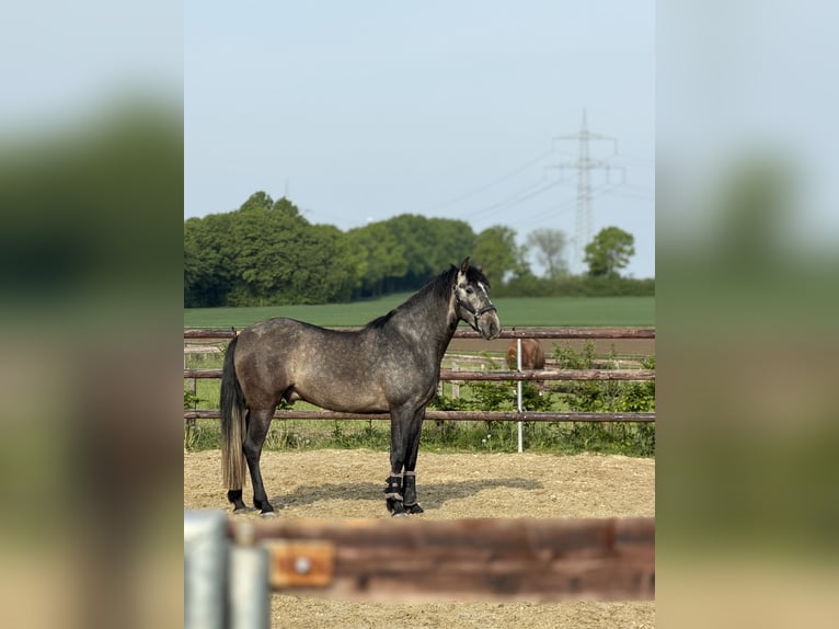 PRE Caballo castrado 5 años 162 cm Tordillo negro in Fröndenberg